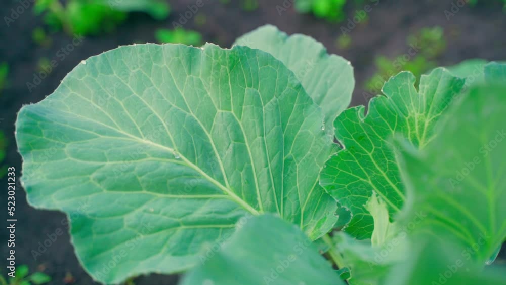 Beautiful lush green leaves of a growing white cabbage close-up. Smooth camera movement Beautiful lush green leaves of a growing white cabbage close-up. Smooth camera movement
