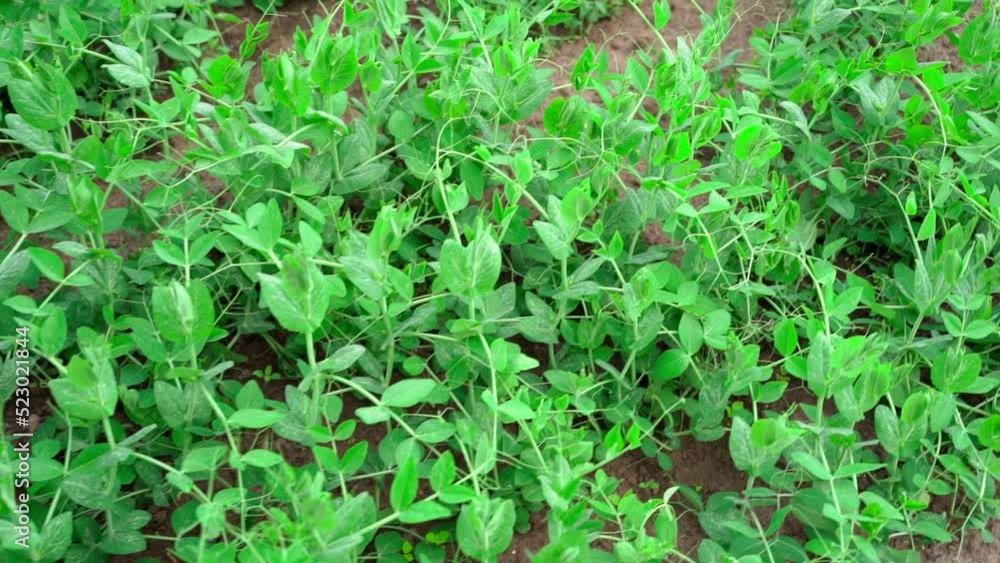 Smooth camera movement along a pea plantation Smooth camera movement along a pea plantation