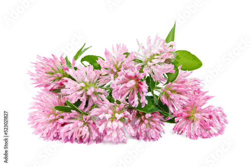 Blooming clover with green leaves on a white background.
