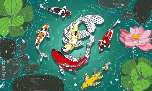 koi fish, koi pond vector