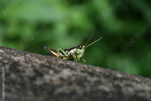 Grasshopper © Maurcio