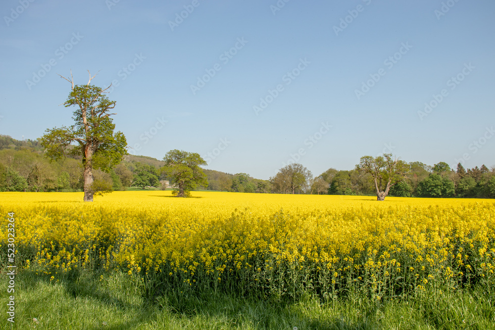 Canola crops in the meadow. Canola crops in the meadow.