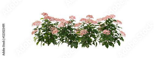 Flowers on a transparent background 