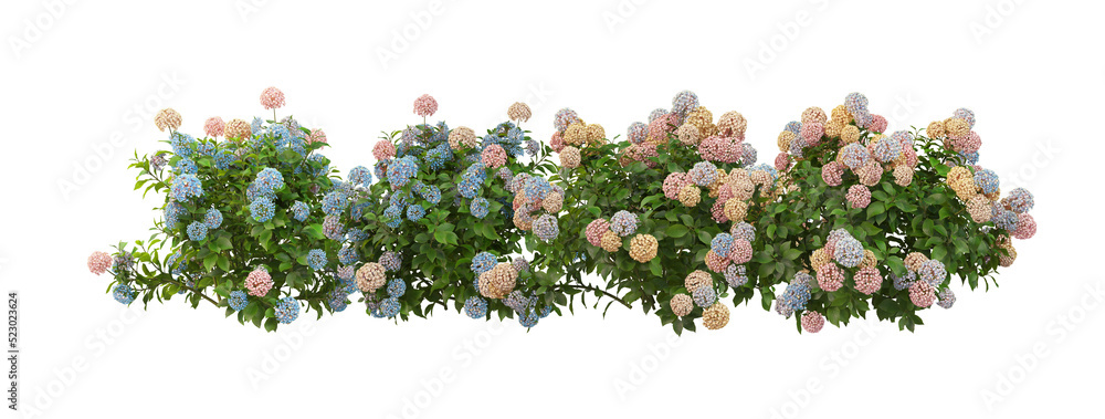 Flowers on a transparent background
