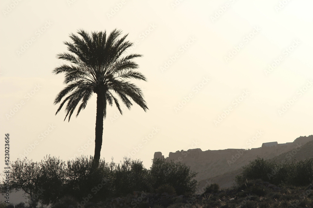 palm trees at sunset Berber mountain palm trees at sunset Berber mountain