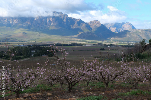 Pink peach blossoms in orchard against the backdrop of the Hexrivier mountains in Slanghoek area