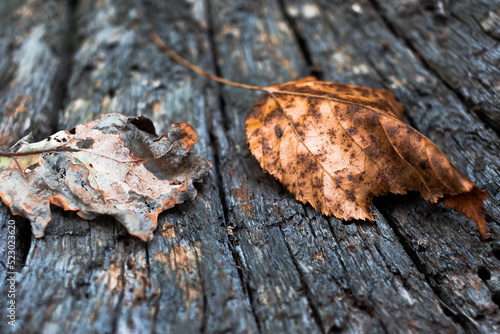 Fallen leaves on an old board. Tree bark. Autumn, fall concept. Close-up, selective focus.