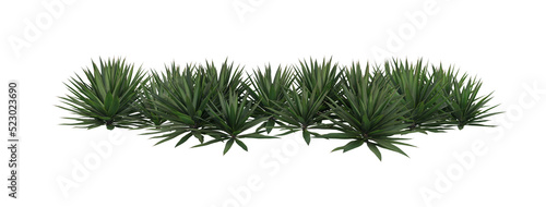 Shrubs and plants on a transparent background 