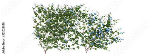 Ivy on a transparent background 