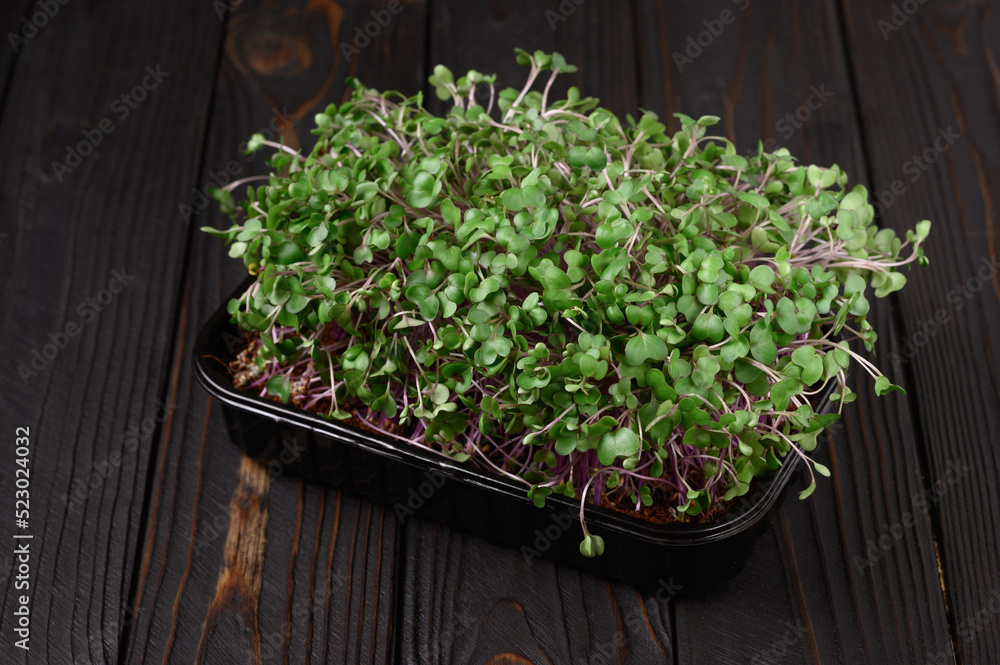 Fresh microgreens close up on wooden rustic dark background. Growing sprouts for salad Fresh microgreens close up on wooden rustic dark background. Growing sprouts for salad