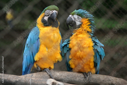 blue and yellow macaw © Maurcio