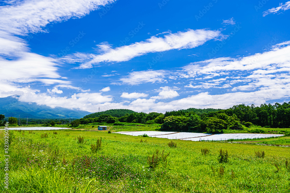 夏の広大な農地　富士見町