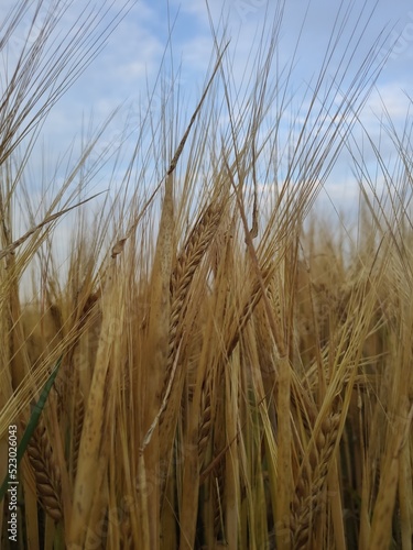 ears of wheat