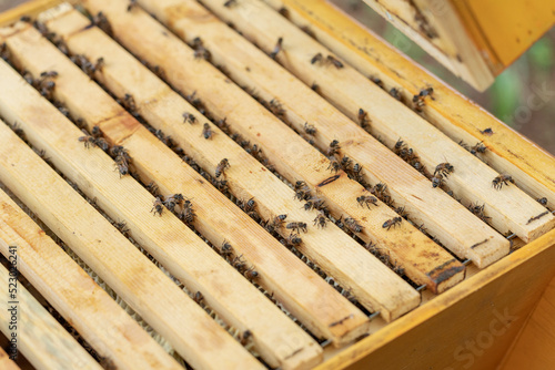 A bee colony on natural honeycomb. © Andrea Raffin