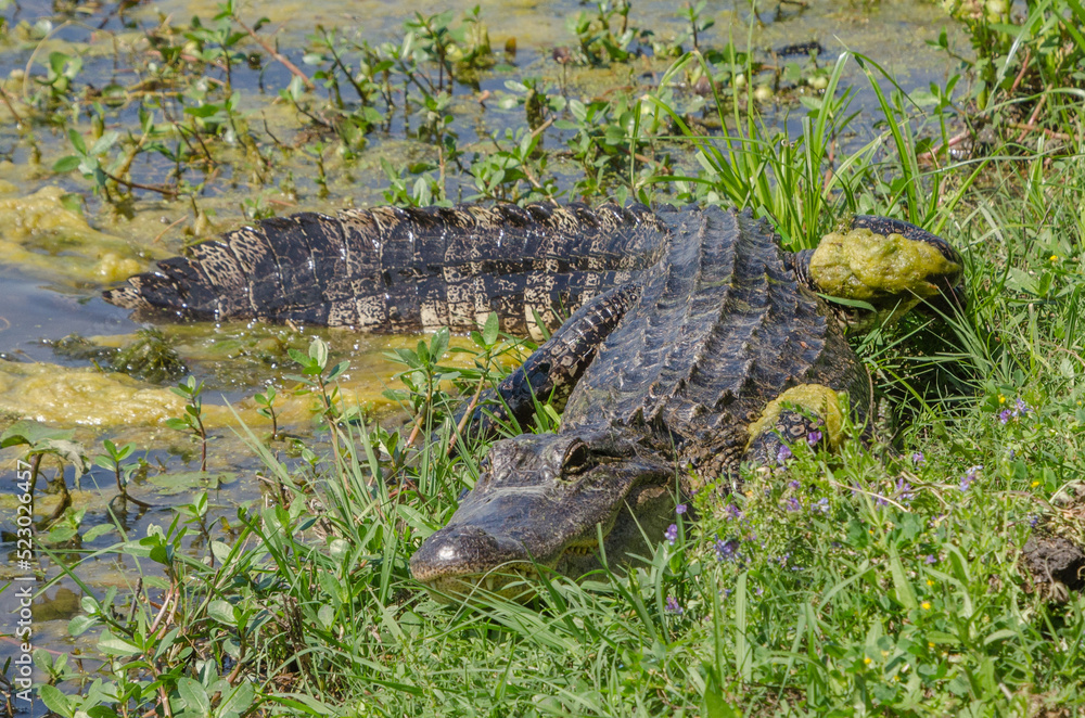 Naklejka premium An American alligator resting at the water's edge as it warms up in the sun, but it keeps a watchful eye on the nearby footpath.