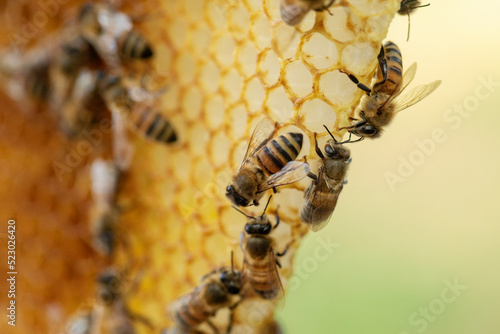 A bee colony on natural honeycomb.