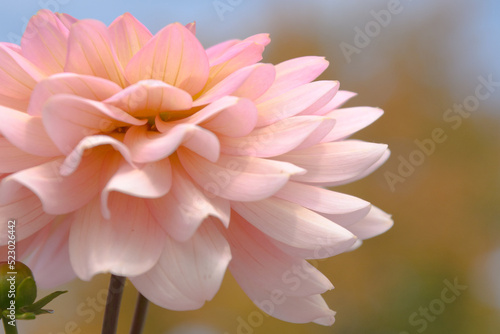 Fototapeta Naklejka Na Ścianę i Meble -  A soft pink dahlia flower set against autumn-hued trees and a blue sky.
