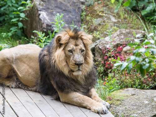 Beautiful Male Asian Lion laying on a wooden platform looking happy and content photo