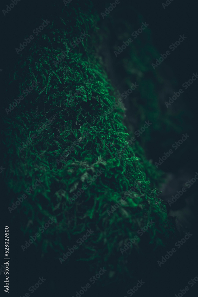 Lush green moss on the forest floor