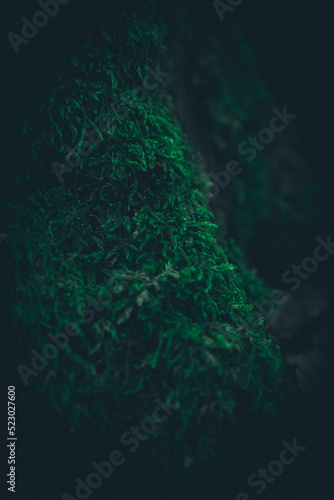 Lush green moss on the forest floor