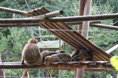 famille de singes dans une cabane photo