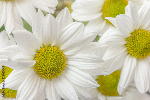 White chrysanthemum background  macro. Textured. Mums flowers look like chamomile. Marguerite  crown daisy