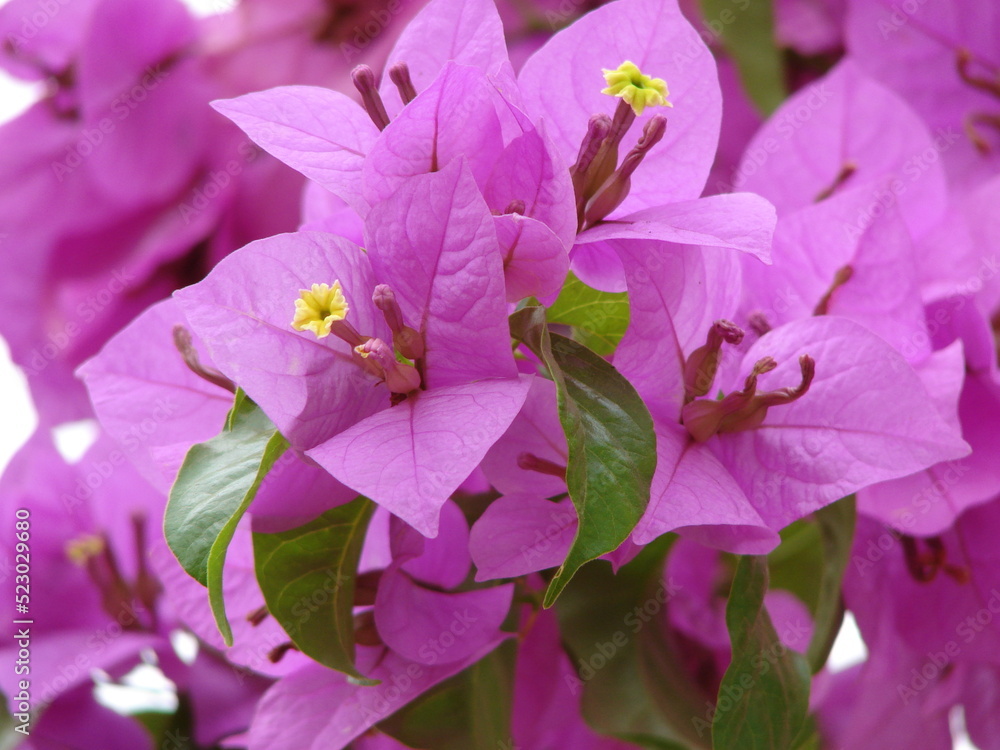close up of pink and purple flowers close up of pink and purple flowers