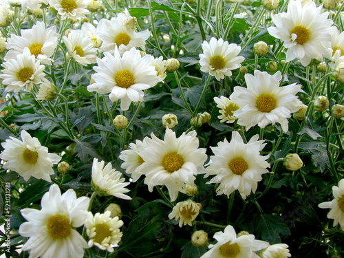 white daisies