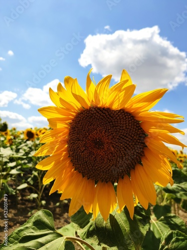 sunflower in the field