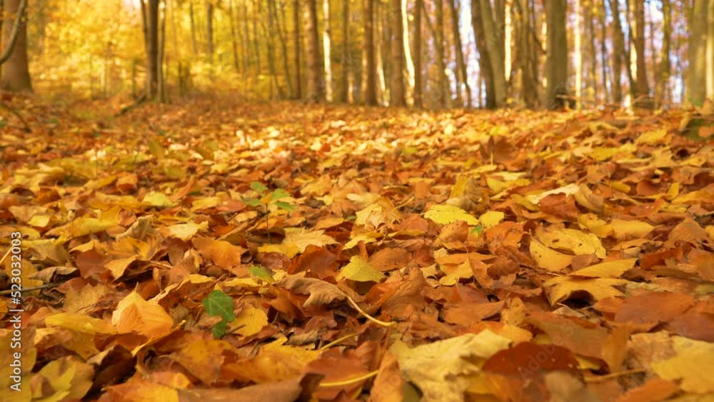 CLOSE UP: Moving above forest ground covered with colorful autumn tree leaves. Leafy cover in warm shades lying on the wooded floor in fall season. Gorgeous deciduous forest scenery in amazing colours CLOSE UP: Moving above forest ground covered with colorful autumn tree leaves. Leafy cover in warm shades lying on the wooded floor in fall season. Gorgeous deciduous forest scenery in amazing colours