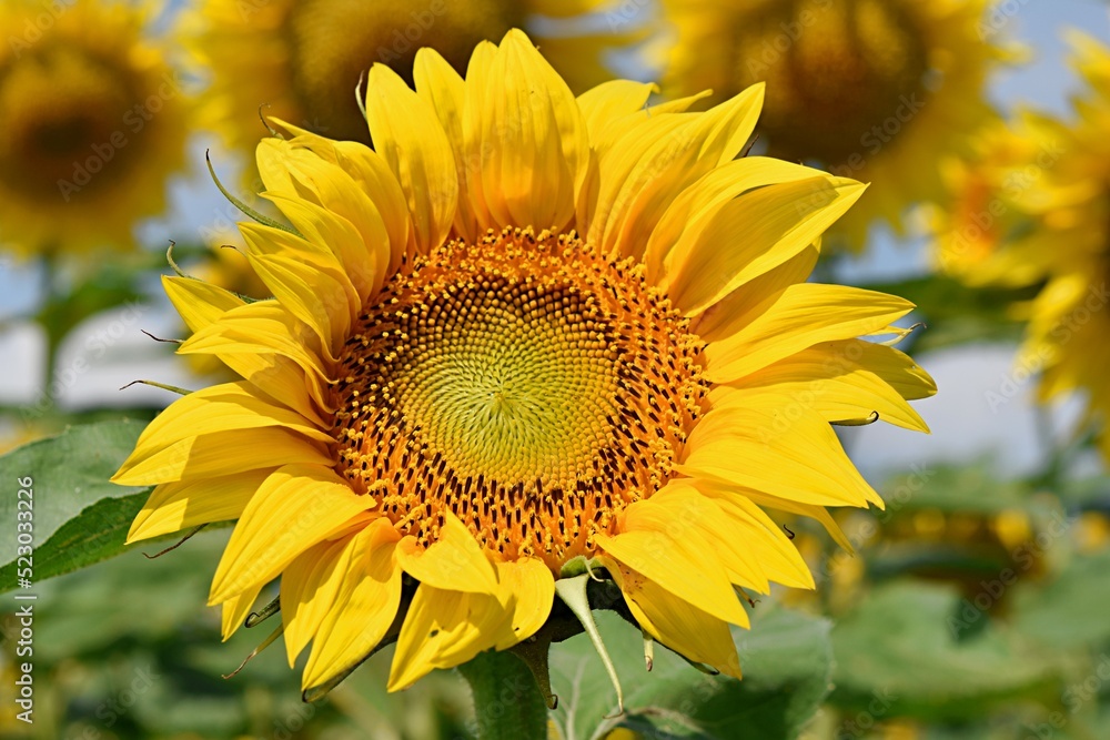 Fototapeta premium yellow bright sunflower flower close-up on a green background. Farm, agriculture, august concept