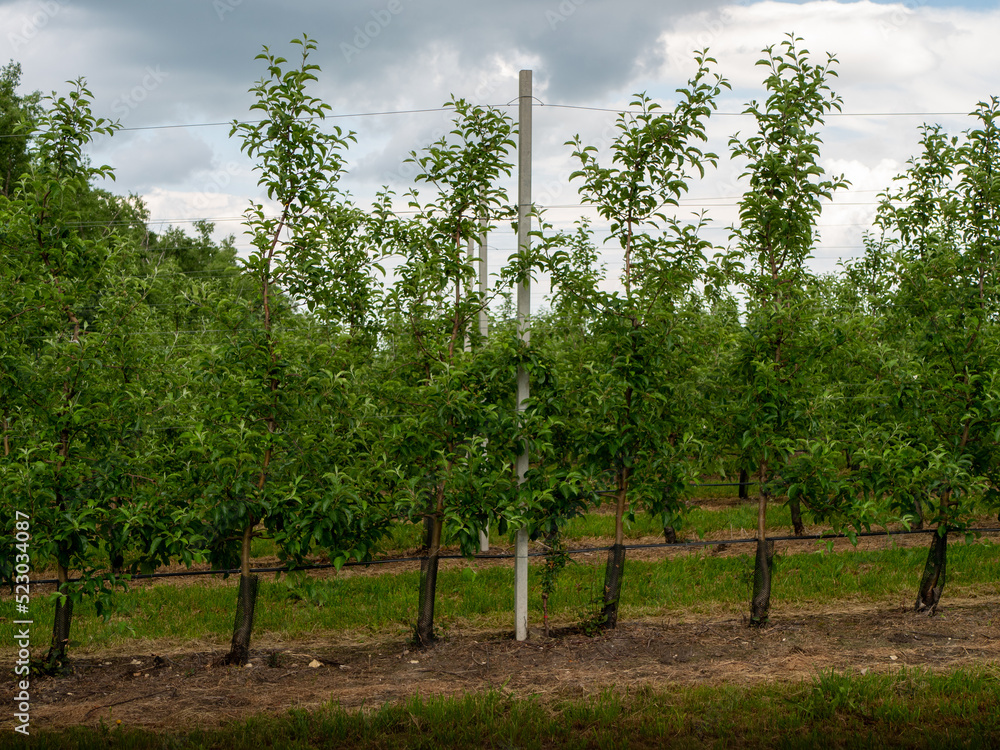 Beautiful fruits garden, agriculture business and industry. Rows of apple trees growing on apple farm. Industrial cultivation of apples in orchards
