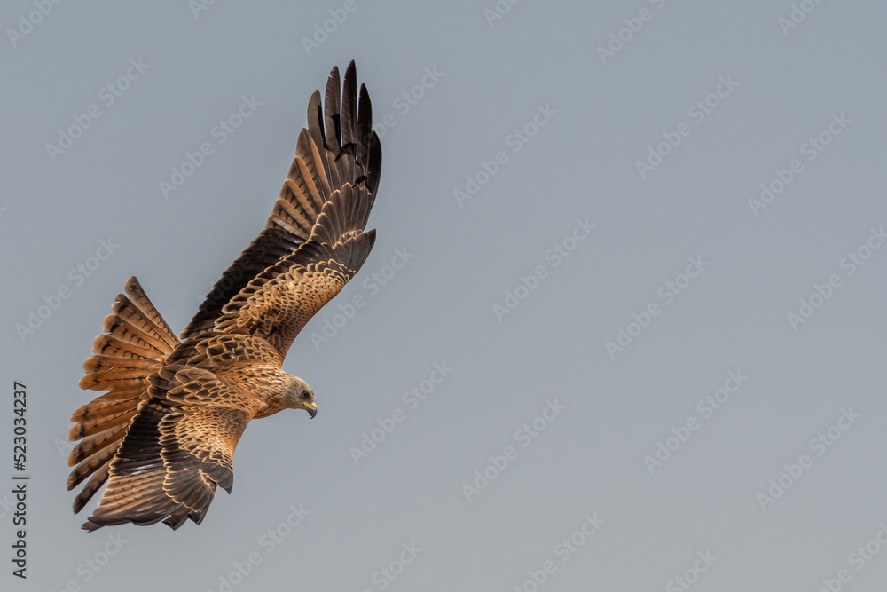 Obraz premium milan royal