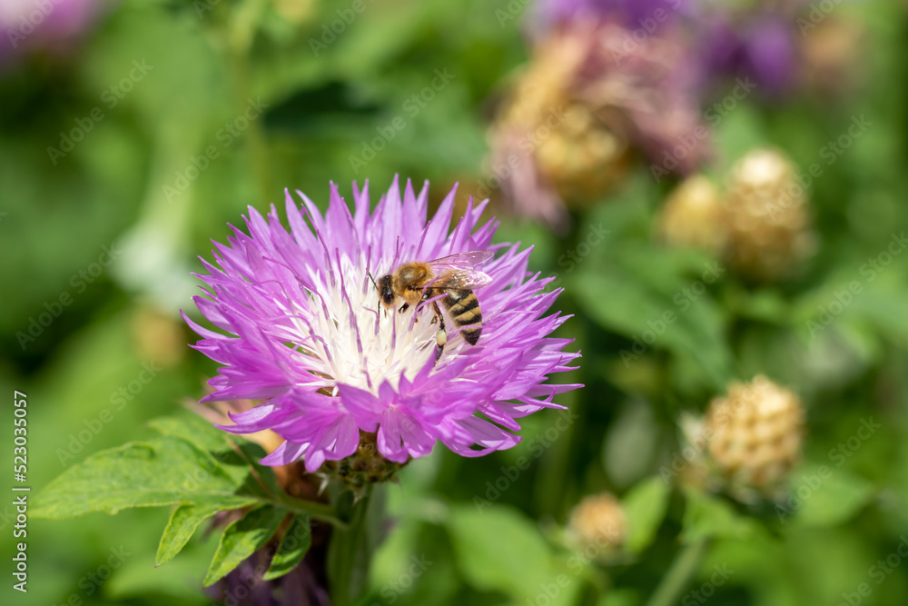 Purple with white cornflower flower with a bee close-up. Selective focus. Place for text. Purple with white cornflower flower with a bee close-up. Selective focus. Place for text.