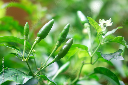 Fresh bird's eye chilies are planted in the garden.