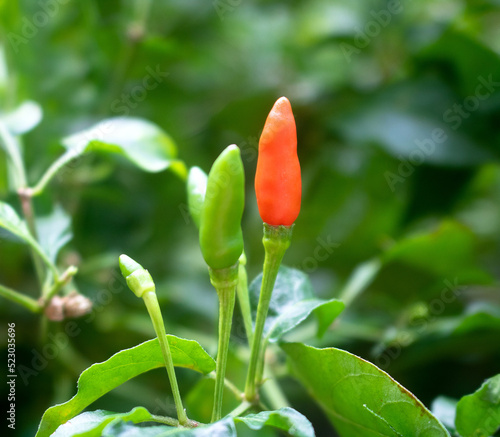 Fresh bird's eye chilies are planted in the garden.
