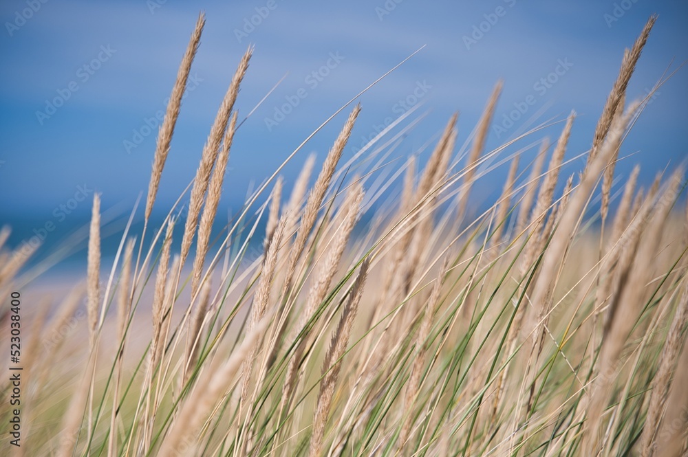 Küstengras Küstengras
