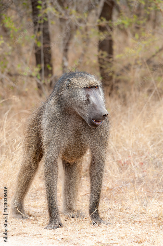 Fototapeta premium Vertical photograph of a Chacma Baboon in the South African Savannah during December, highlighting the region's diverse wildlife and biodiversity