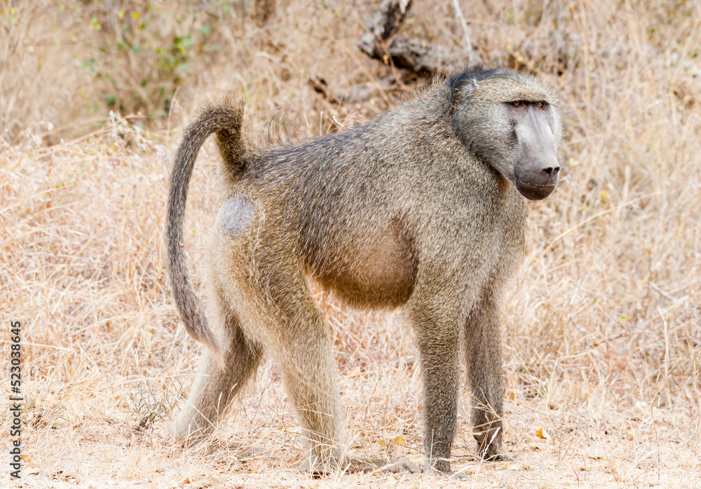 Chacma Baboon in the South African Savannah during December, showcasing the rich wildlife and biodiversity of Africa. Chacma Baboon in the South African Savannah during December, showcasing the rich wildlife and biodiversity of Africa.