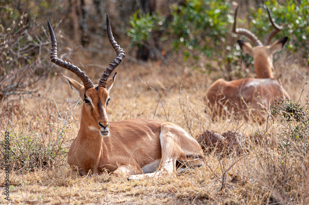 Impalas in their natural habitat in the South African savanna, wildlife observation in Africa Impalas in their natural habitat in the South African savanna, wildlife observation in Africa