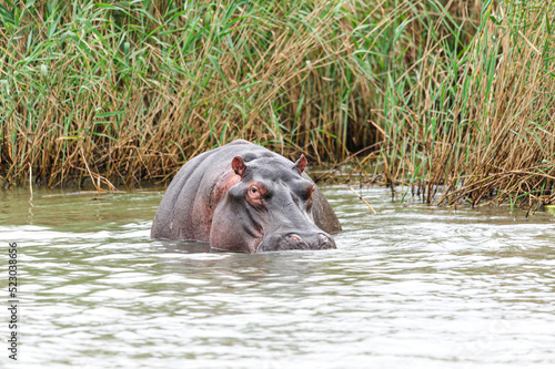 Hippopotamus in the wetlands, Africa