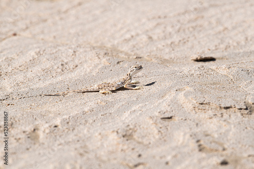Lizard on the sand, Desert of the United Arab Emirates