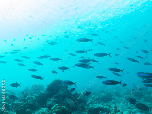 Colorful corals and small exotic fishes in the depths of the Indian ocean, Maldive islands, travel concept