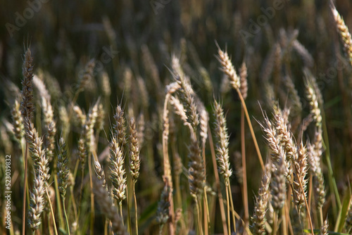 Ears of wheat on a blurred background