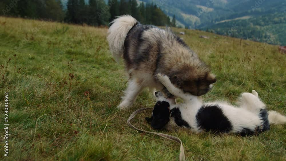 Husky playing white-black dog lying greenhill close up. Animals biting playfully Husky playing white-black dog lying greenhill close up. Animals biting playfully