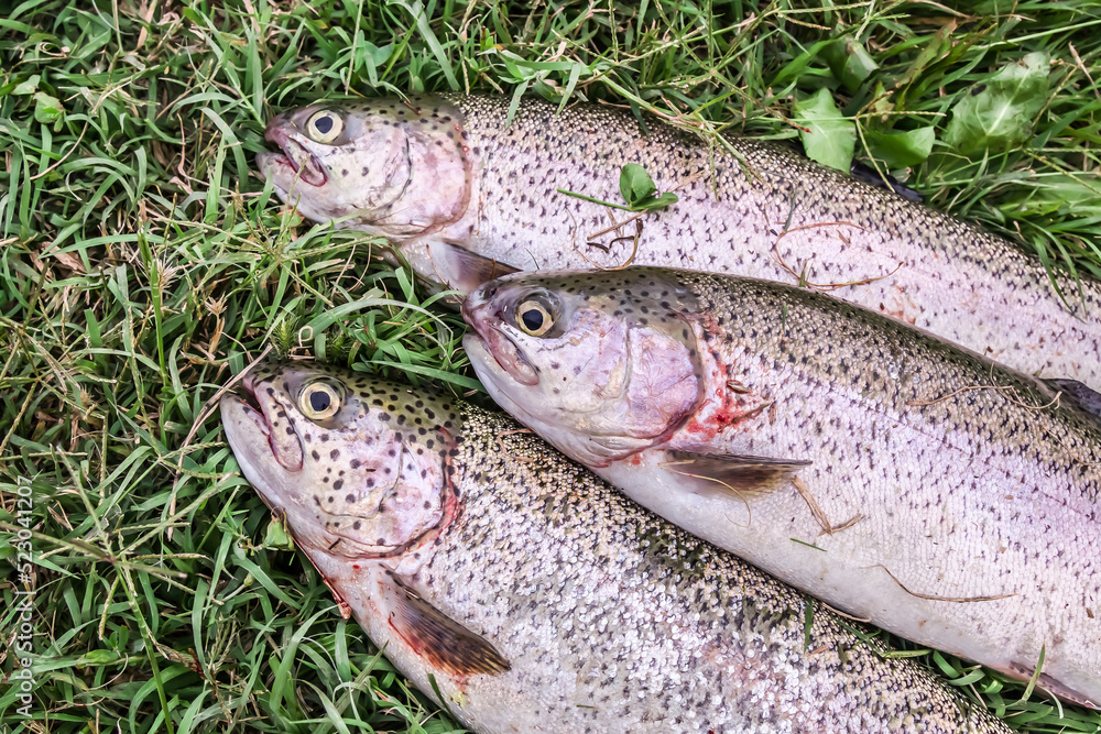 Caught fish rainbow trout on the grass Caught fish rainbow trout on the grass