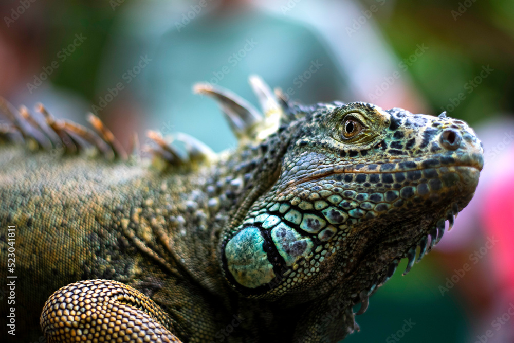 Fototapeta premium Green Iguana