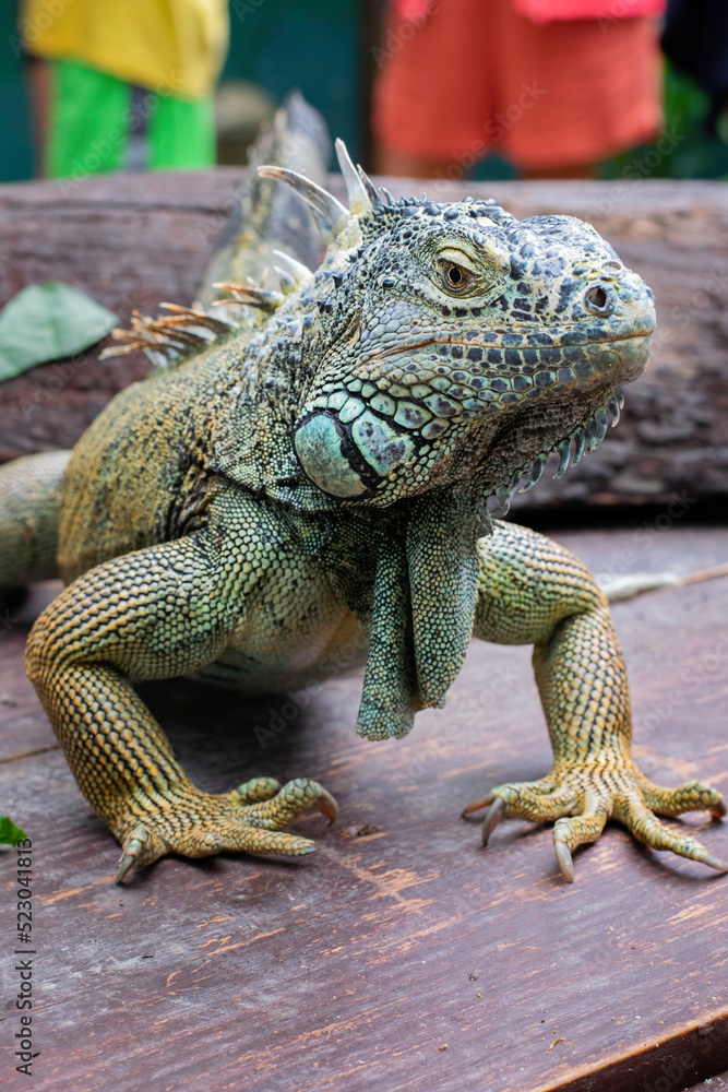 Obraz premium Iguana