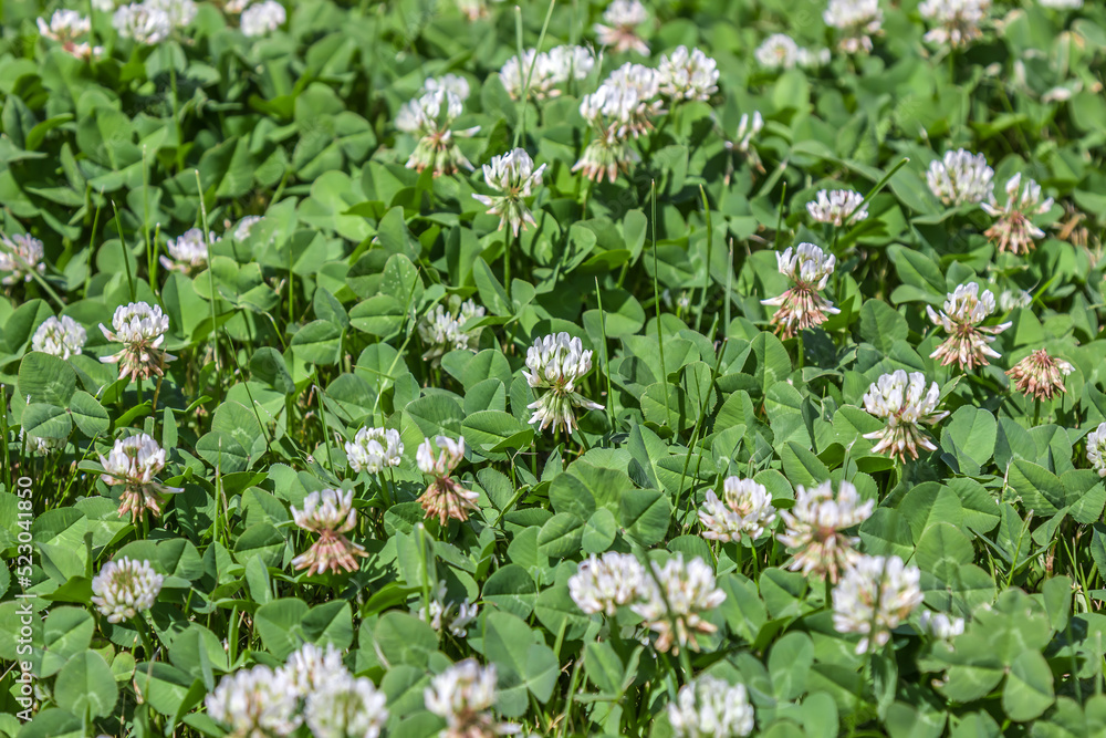 Blooming clover field in nature as a background Blooming clover field in nature as a background