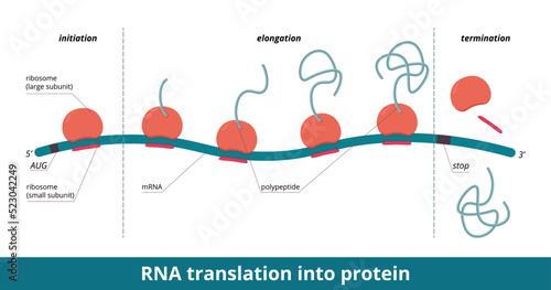 RNA translation into protein. Stages of protein (polypeptide) synthesis: initiation, elongation, termination. Ribosome moves along mRNA, sequence of amino acids becomes longer and is released. photo